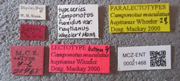 Media type: image;   Entomology 21468 Description: Specimen documentation photo of labelsfrom specimen MCZ:Ent:21468, captured on2025-06-13;  Aspect: labels